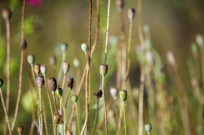 Close-up of plant growing in field