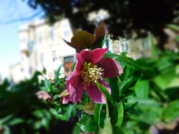 Close-up of flowers blooming outdoors