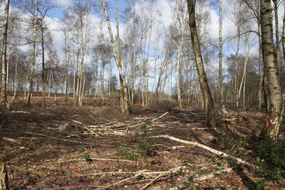 Bare trees in forest