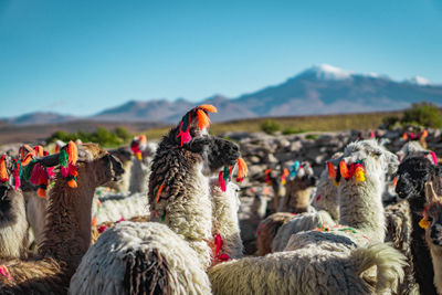 Llamas on field