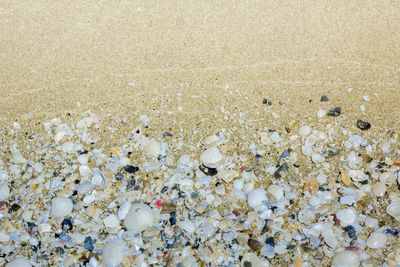 Shells of scallops and various types of shells are broken on the beach for use as a background 