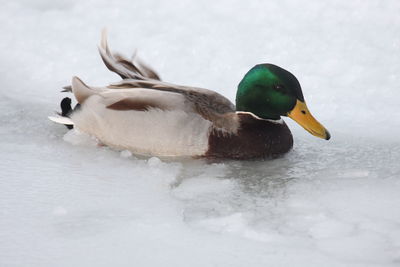 Close-up of duck swimming in lake during winter