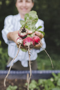 Close-up of person holding cherry on plant