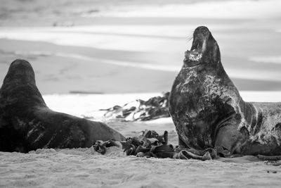 Sea lions relaxing at beach