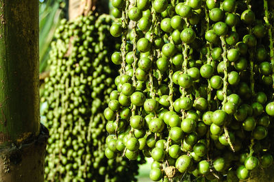 Close-up of fruits growing on tree