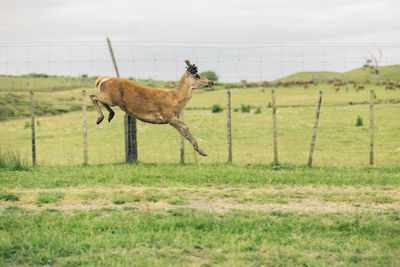 Giraffe standing on field against sky