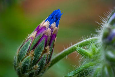 Close-up of butterfly on purple flower