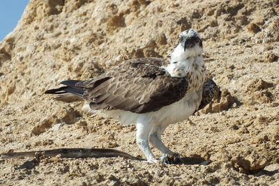 Seagull perching on rock