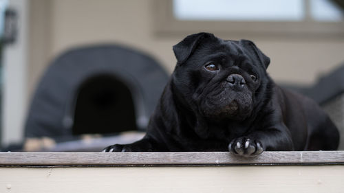 Close-up of a dog