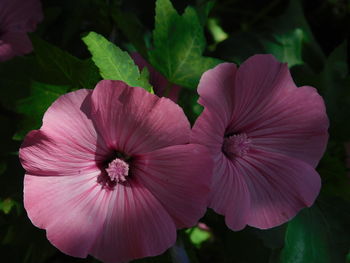 Close-up of pink hibiscus