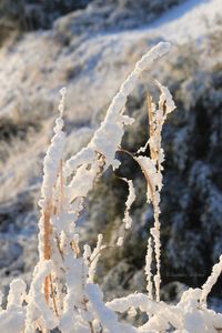 Close up of snow