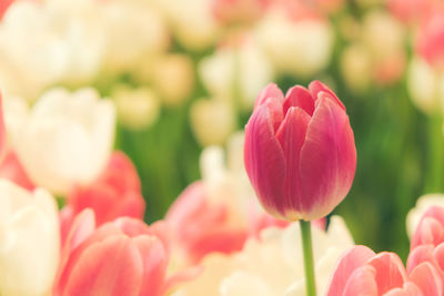 Close-up of pink tulips on field