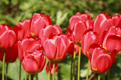 Close-up of red tulips