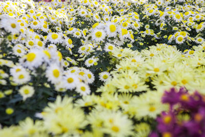 Close-up of yellow flowers blooming in field