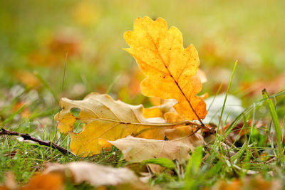 Close-up of yellow maple leaves on field