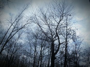 bare tree