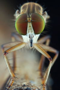 Close-up of fly