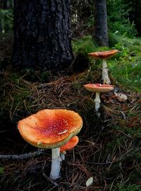 Close-up of mushrooms growing on tree trunk