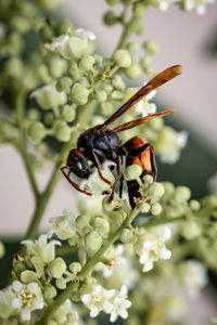 Close-up of insect on flower