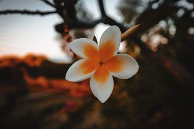 Close-up of white flowering plant against sky