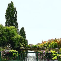 Plants and trees against clear sky