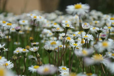 Close-up of white daisy flowers on field