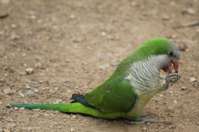 High angle view of parrot