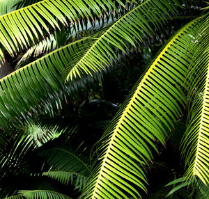 Low angle view of palm trees