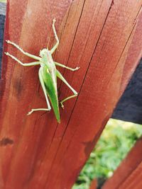 Close-up of insect on wood