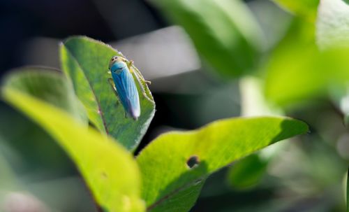 Close-up of insect on leaf