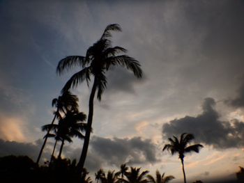 Low angle view of palm trees against cloudy sky