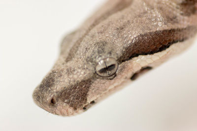 Close-up of a lizard over white background
