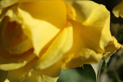 Close-up of yellow flower blooming outdoors