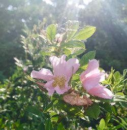 Close-up of pink flowering plant