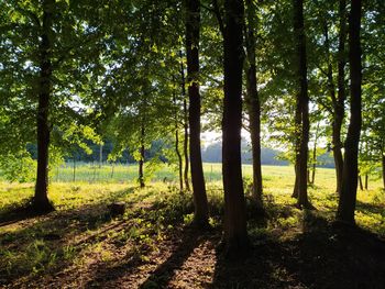 Trees in forest