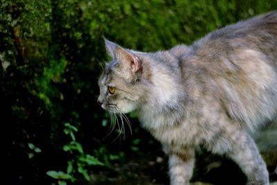 Persian cat adlut