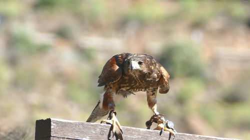 Close-up of butterfly perching outdoors