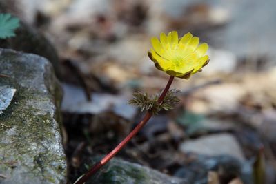 Close-up of yellow flower on rock