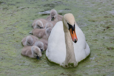 Close-up of mute swan with cygnets in pond