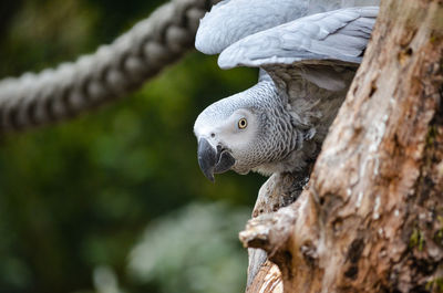 Close-up of a bird on tree