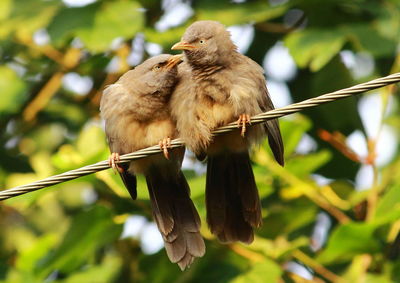 Low angle view of bird perching on tree