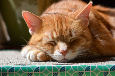 Close-up of ginger cat