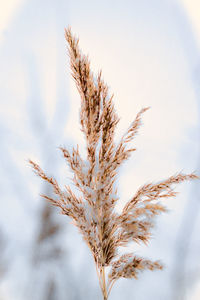 Close-up of stalks against the sky