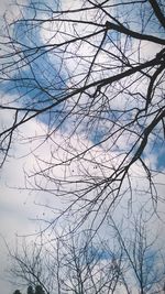 Low angle view of tree against sky