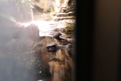 View of an animal swimming in glass window