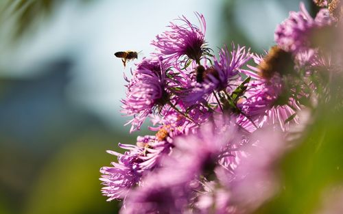 Close-up of insect on purple flower