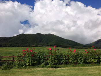 Scenic view of flowering plants on field against sky