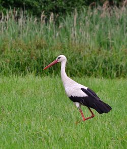 Close-up of bird perching on field