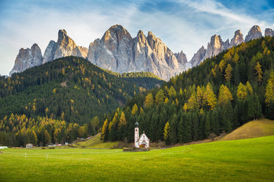 Panoramic view of pine trees on field against sky