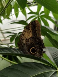 Close-up of butterfly perching on plant